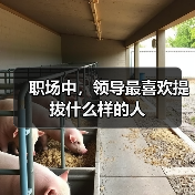 职场中，领导最喜欢提拔什么样的人（图1）