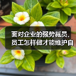 面对企业的强势裁员，员工怎样做才能维护自己的合法权益呢？（图4）