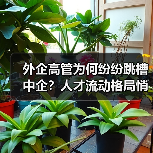 外企高管为何纷纷跳槽中企？人才流动格局悄然改变（图2）